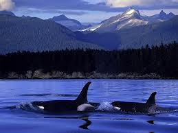 Orcas - Environment Alaska